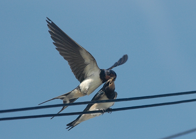 swallows, barn swallows, briti-4.jpg - SWALLOWS - HAYLING ISLAND - 28.7.08
